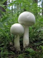 Выращиваем грибы на участке